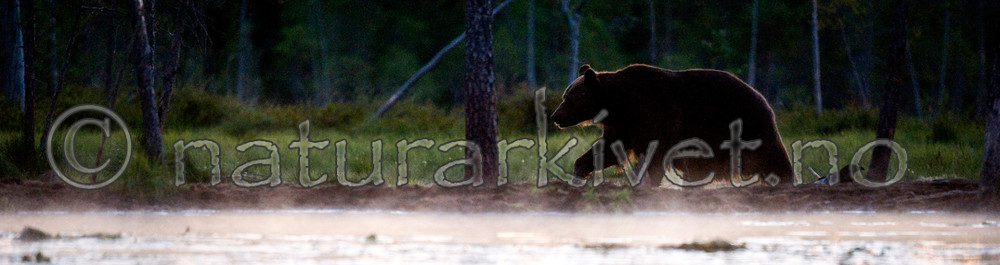 BB 10 0088 / Ursus arctos / Brunbjørn
