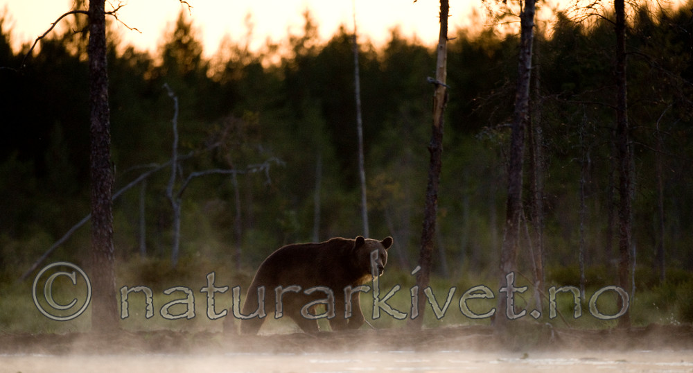 BB 10 0089 / Ursus arctos / Brunbjørn