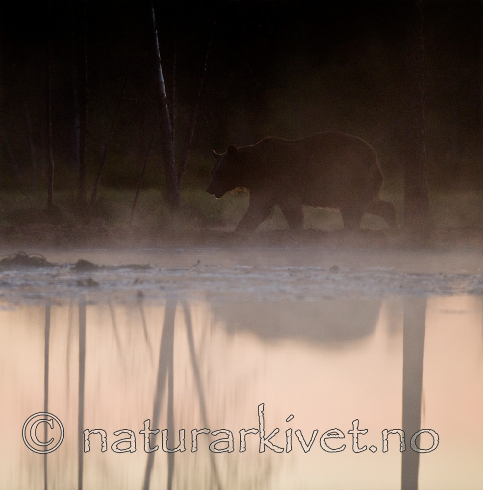 BB 10 0090 / Ursus arctos / Brunbjørn