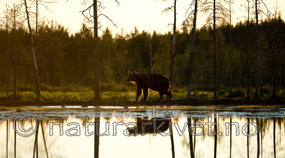 BB 10 0092 / Ursus arctos / Brunbjørn