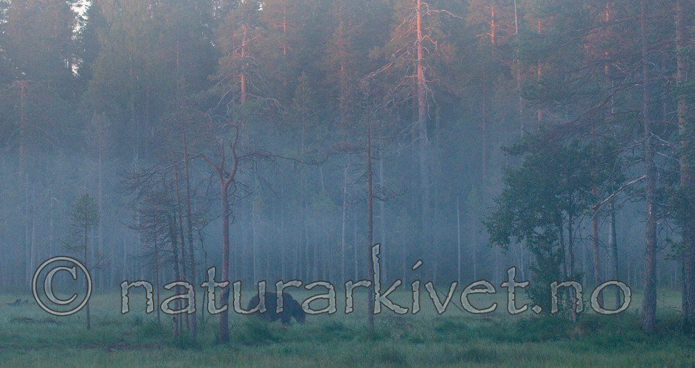 BB 10 0093 / Ursus arctos / Brunbjørn