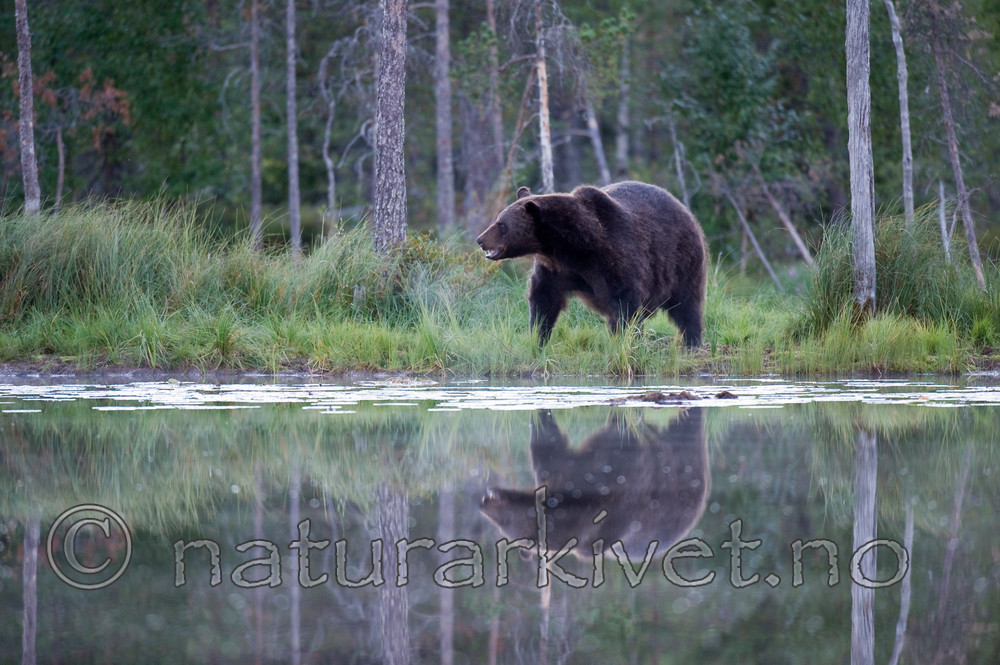 BB 10 0094 / Ursus arctos / Brunbjørn