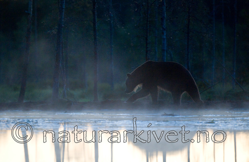 BB 10 0095 / Ursus arctos / Brunbjørn