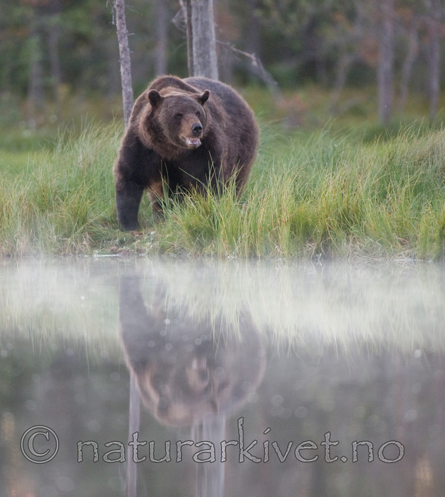 BB 10 0097 / Ursus arctos / Brunbjørn