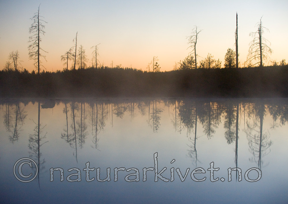 BB 10 0099 / Ursus arctos / Brunbjørn