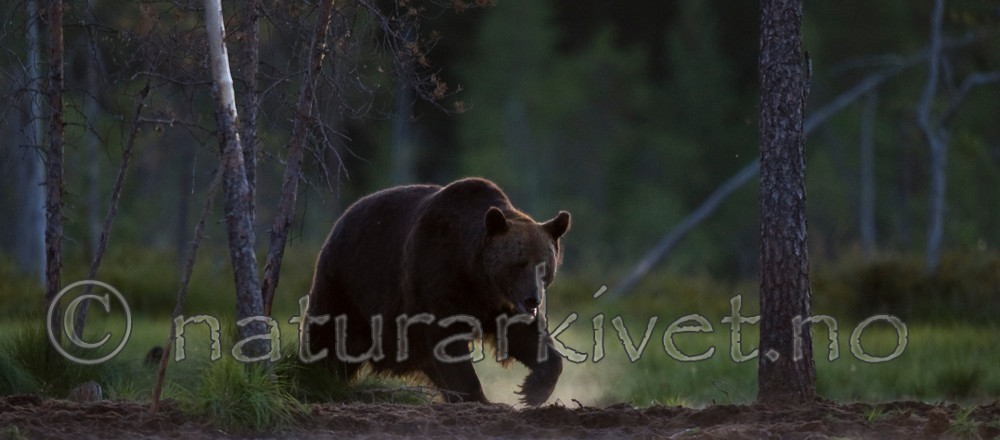 BB 10 0110 / Ursus arctos / Brunbjørn