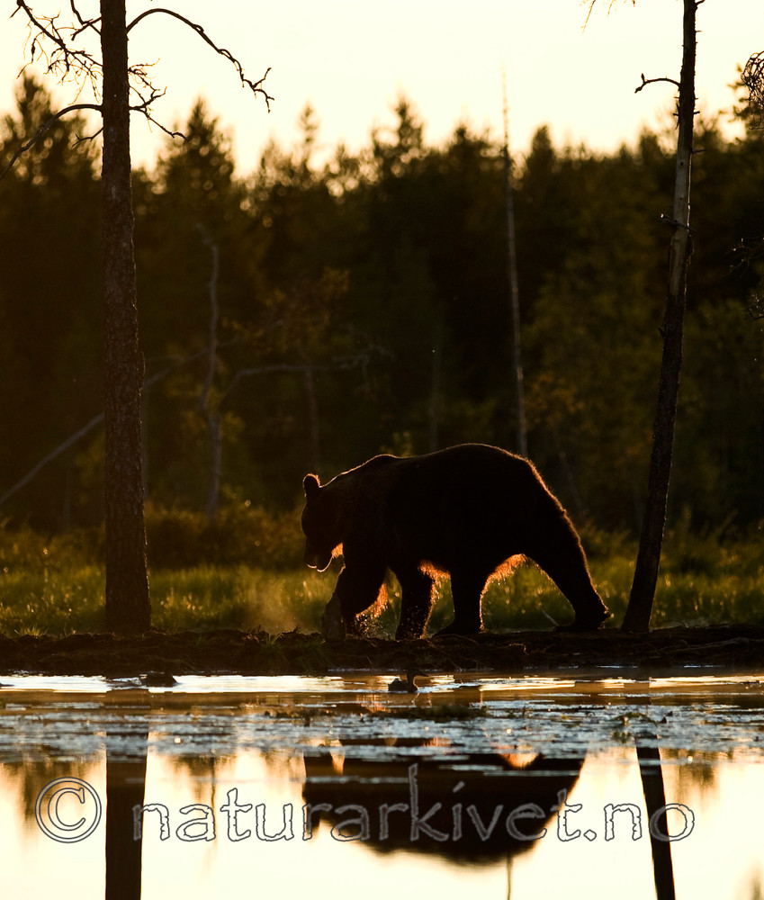 BB 10 0111 / Ursus arctos / Brunbjørn