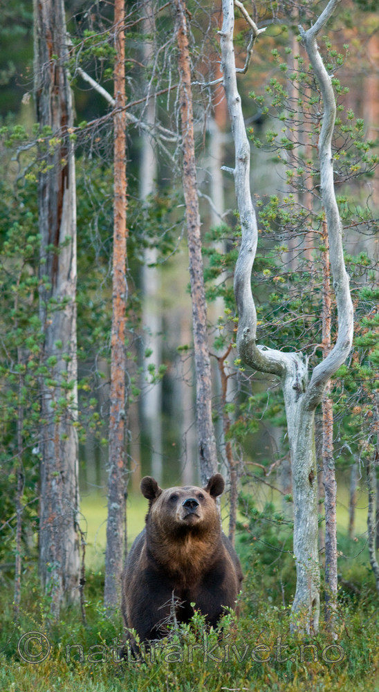 BB 10 0113 / Ursus arctos / Brunbjørn
