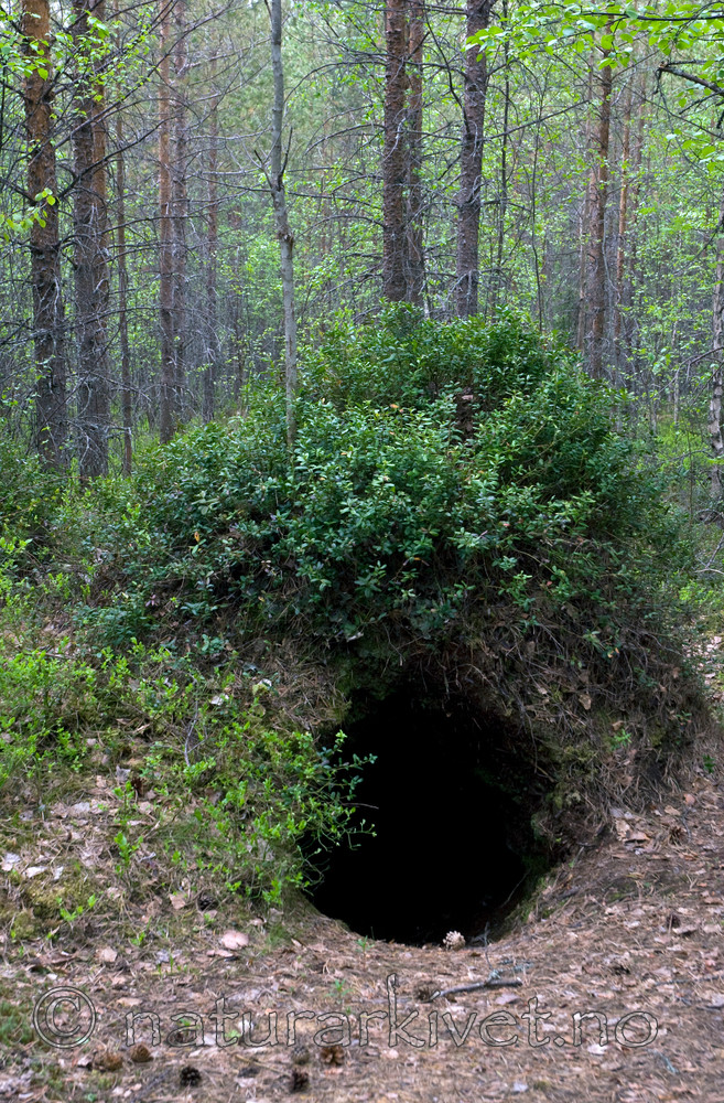 BB 10 0114 / Ursus arctos / Brunbjørn