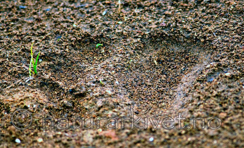 BB 10 0116 / Ursus arctos / Brunbjørn