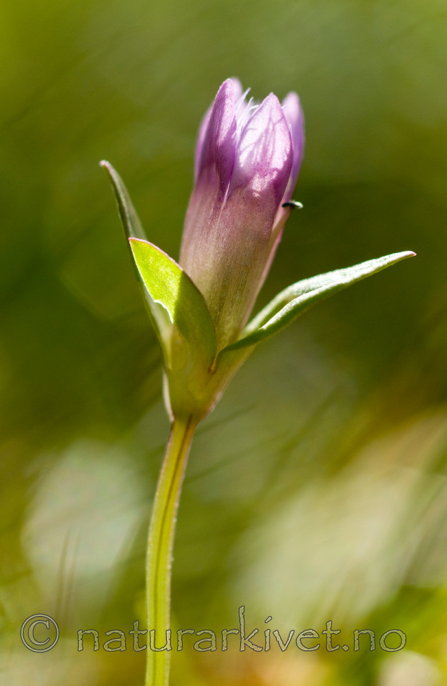 BB 10 0117 / Gentianella uliginosa / Smalsøte
