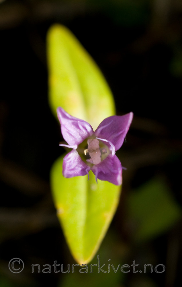 BB 10 0119 / Gentianella uliginosa / Smalsøte