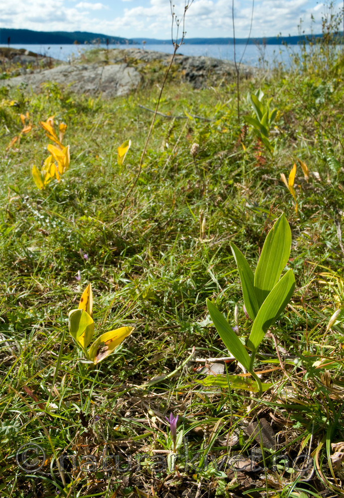 BB 10 0120 / Gentianella uliginosa / Smalsøte <br /> Polygonatum odoratum / Kantkonvall