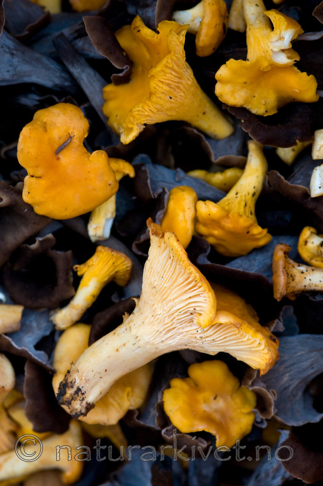 BB 10 0128 / Cantharellus cibarius / Kantarell <br /> Craterellus cornucopioides / Svart trompetsopp