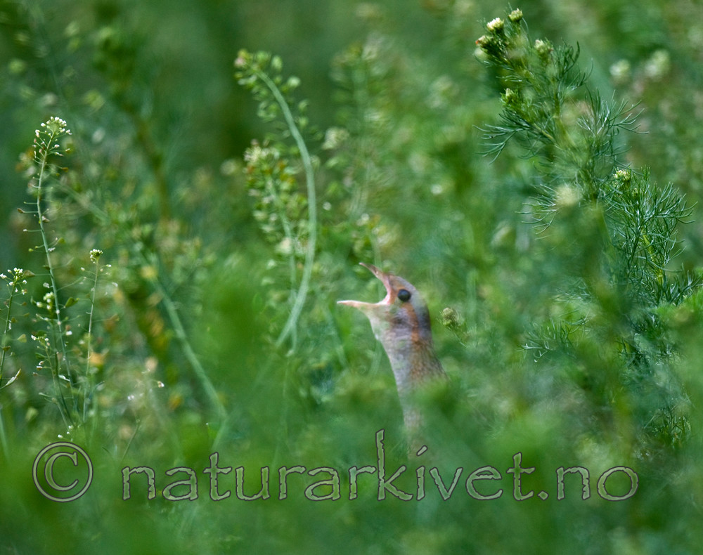 BB 10 0142 / Crex crex / åkerrikse