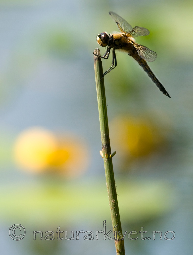BB 10 0147 / Libellula quadrimaculata / Firflekklibelle