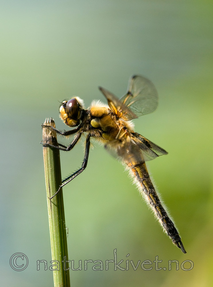 BB 10 0148 / Libellula quadrimaculata / Firflekklibelle