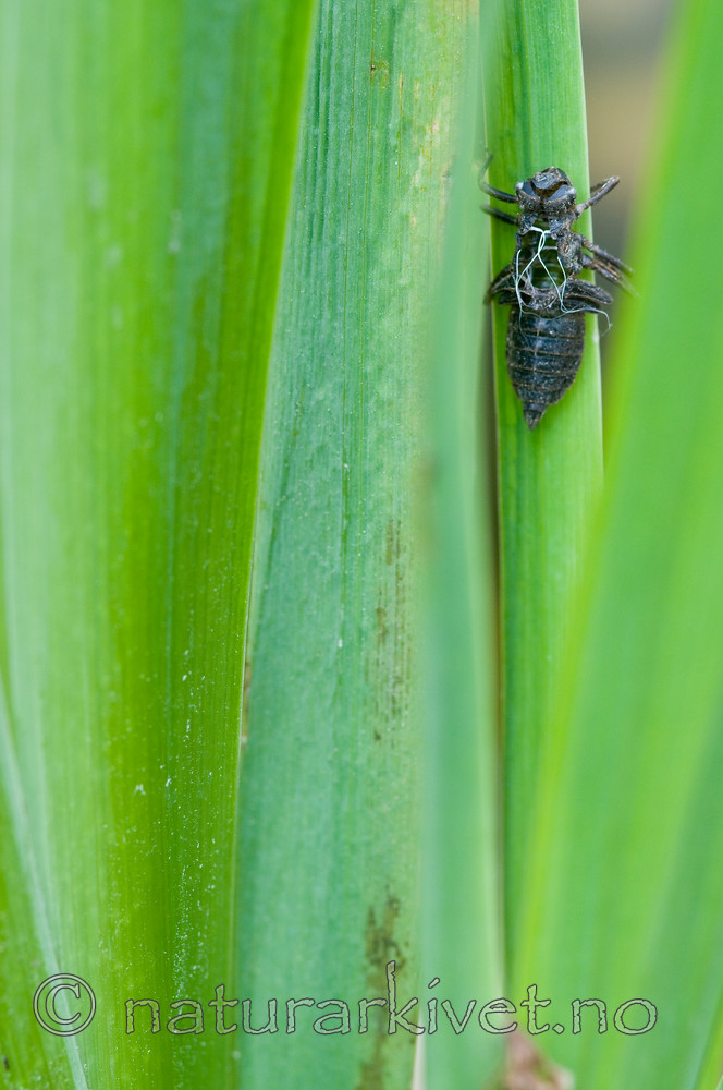 BB 10 0149 / Libellula quadrimaculata / Firflekklibelle