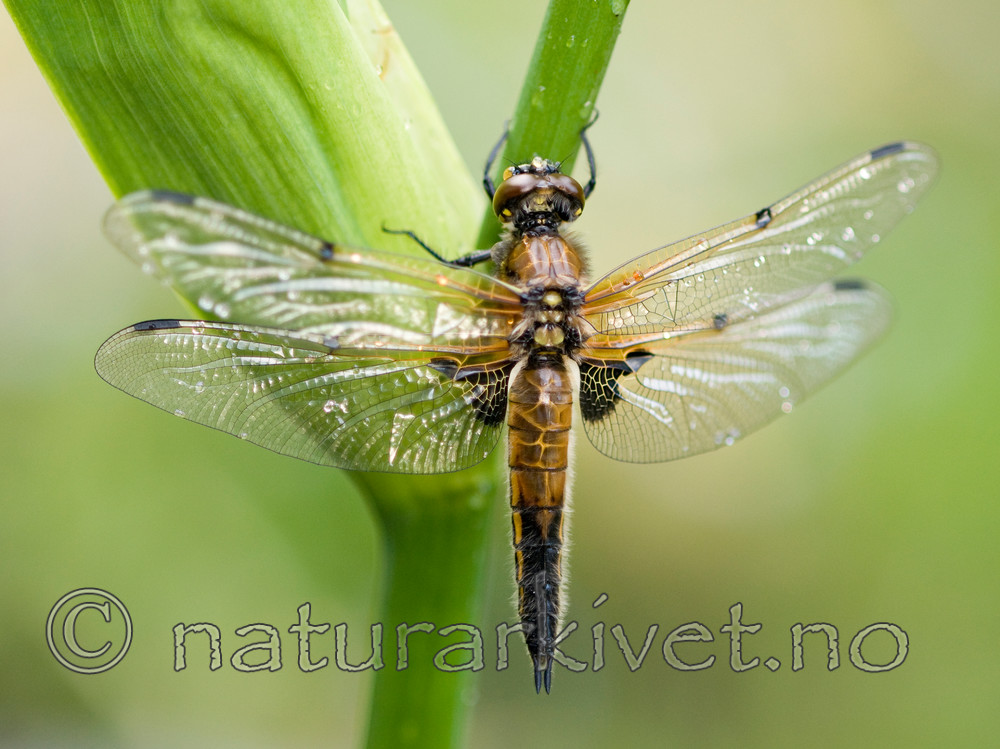 BB 10 0156 / Iris pseudacorus / Sverdlilje <br /> Libellula quadrimaculata / Firflekklibelle