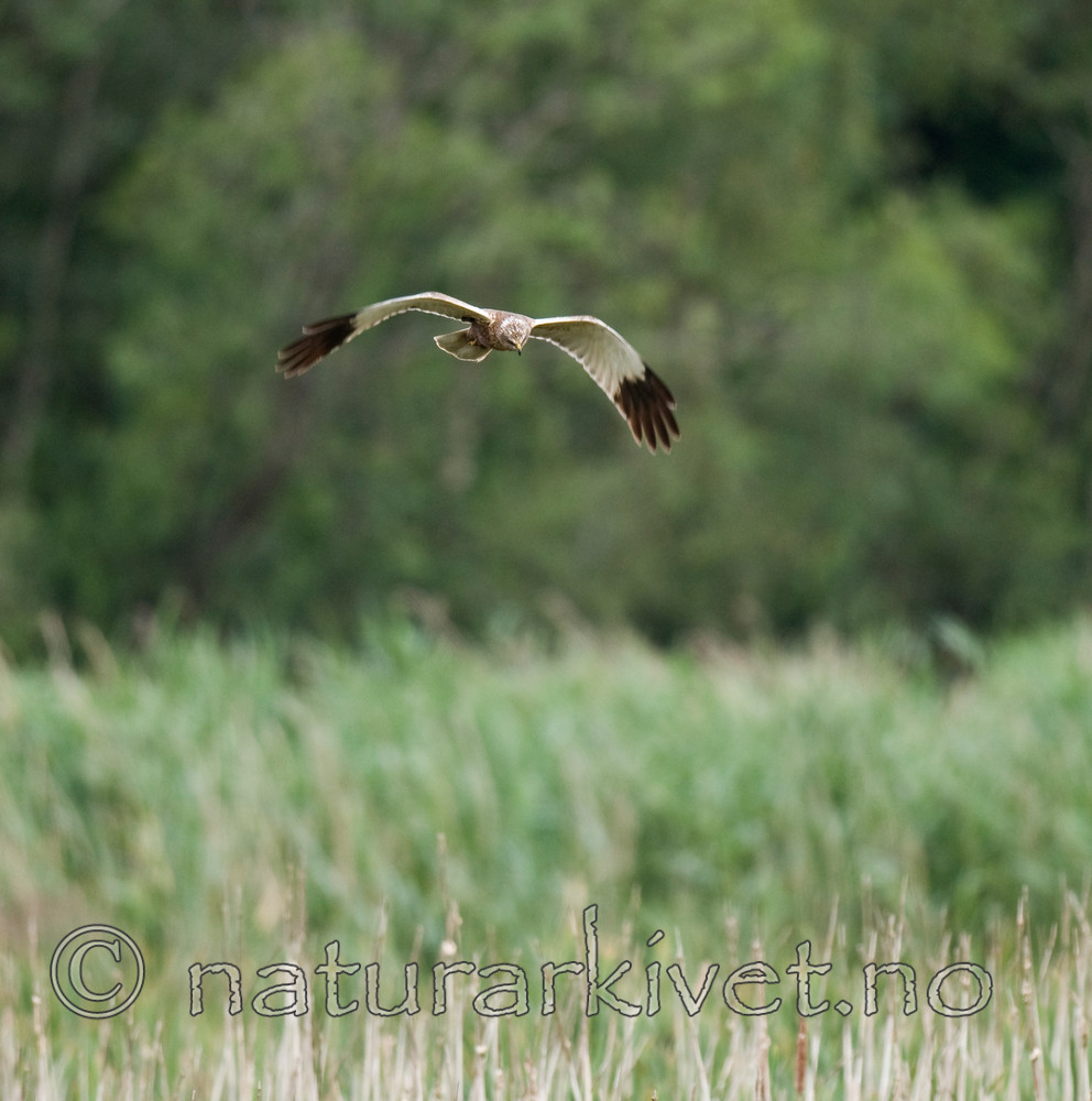 BB 10 0162 / Circus aeruginosus / Sivhauk