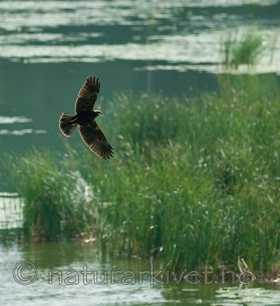 BB 10 0166 / Circus aeruginosus / Sivhauk
