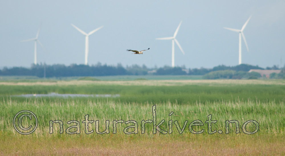 BB 10 0167 / Circus aeruginosus / Sivhauk