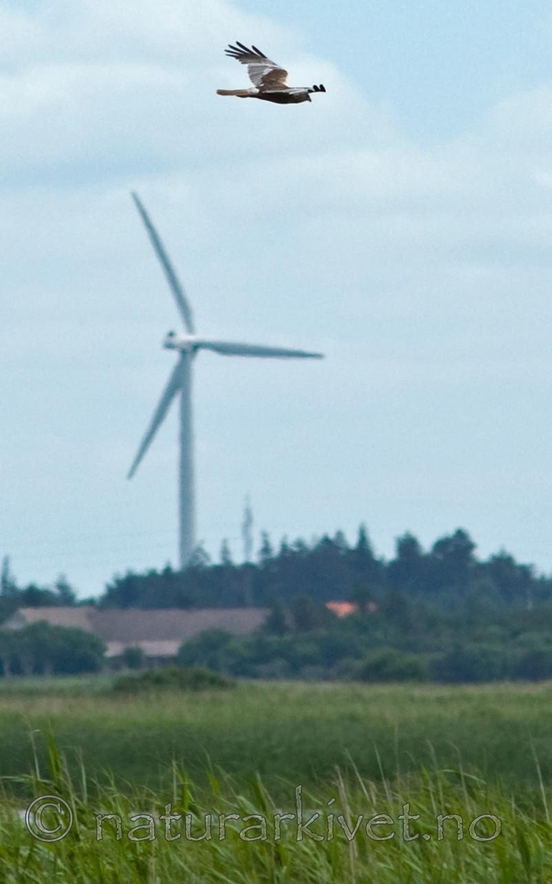 BB 10 0168 / Circus aeruginosus / Sivhauk