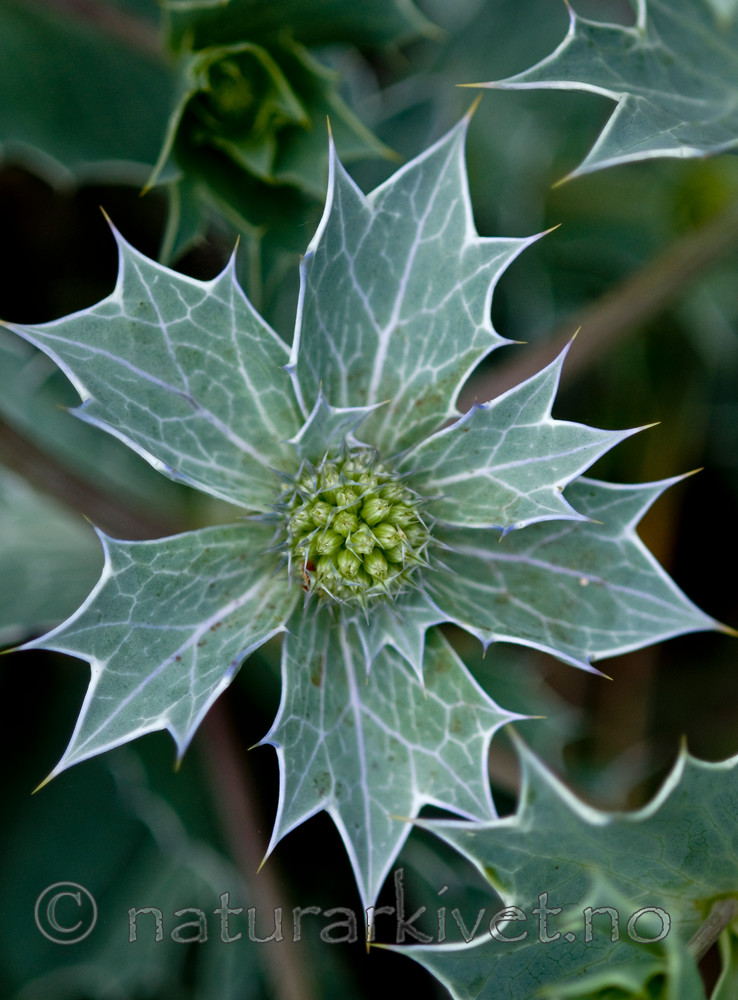 BB 10 0170 / Eryngium maritimum / Strandtorn