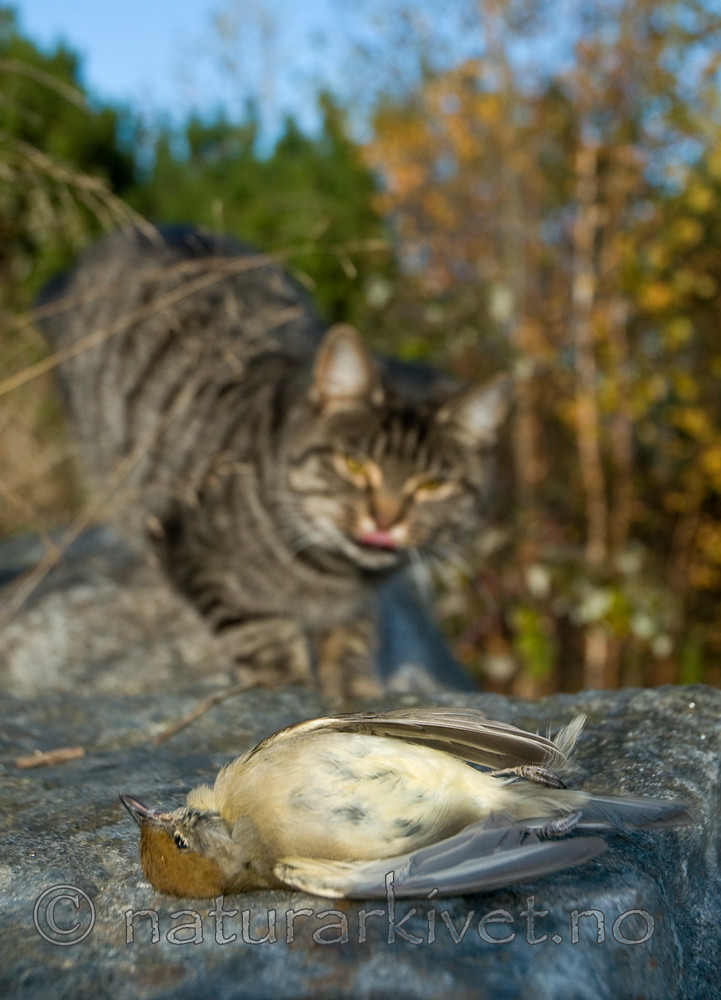 BB 10 0198 / Felis catus / Huskatt <br /> Sylvia atricapilla / Munk