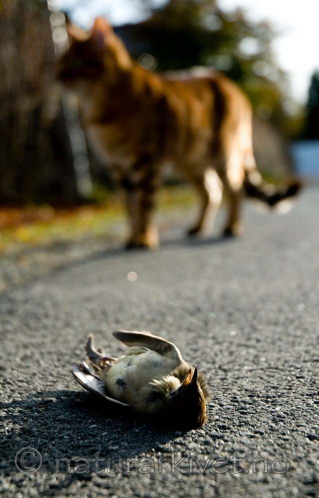 BB 10 0203 / Felis catus / Huskatt <br /> Sylvia atricapilla / Munk