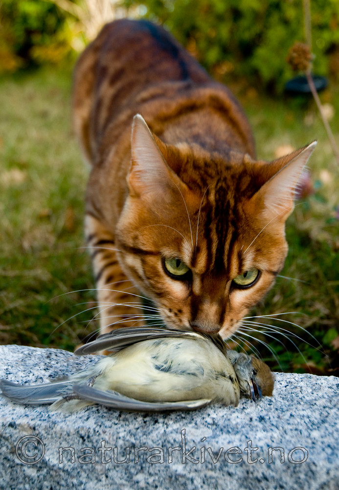 BB 10 0204 / Felis catus / Huskatt <br /> Sylvia atricapilla / Munk