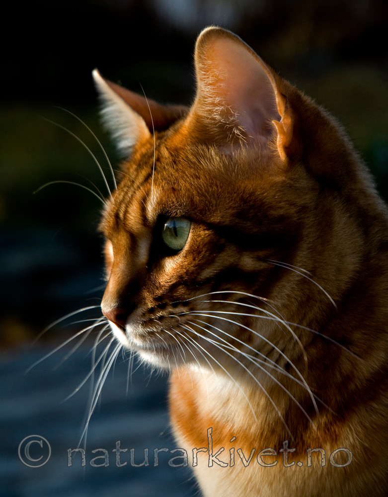 BB 10 0207 / Felis catus / Huskatt