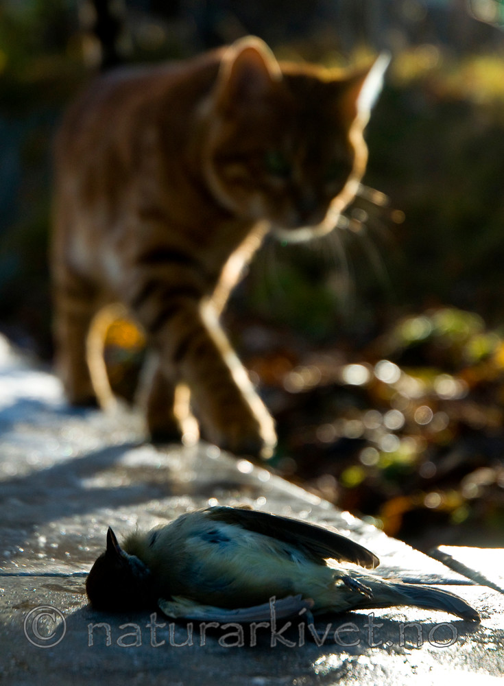 BB 10 0208 / Felis catus / Huskatt <br /> Sylvia atricapilla / Munk