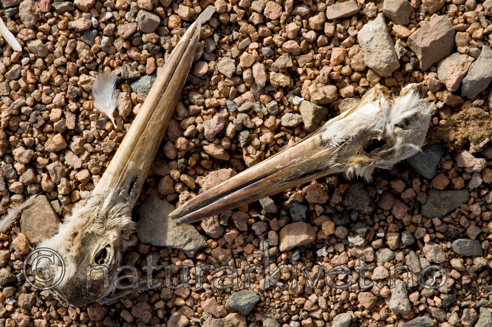 BB 10 0219 / Ciconia ciconia / Stork