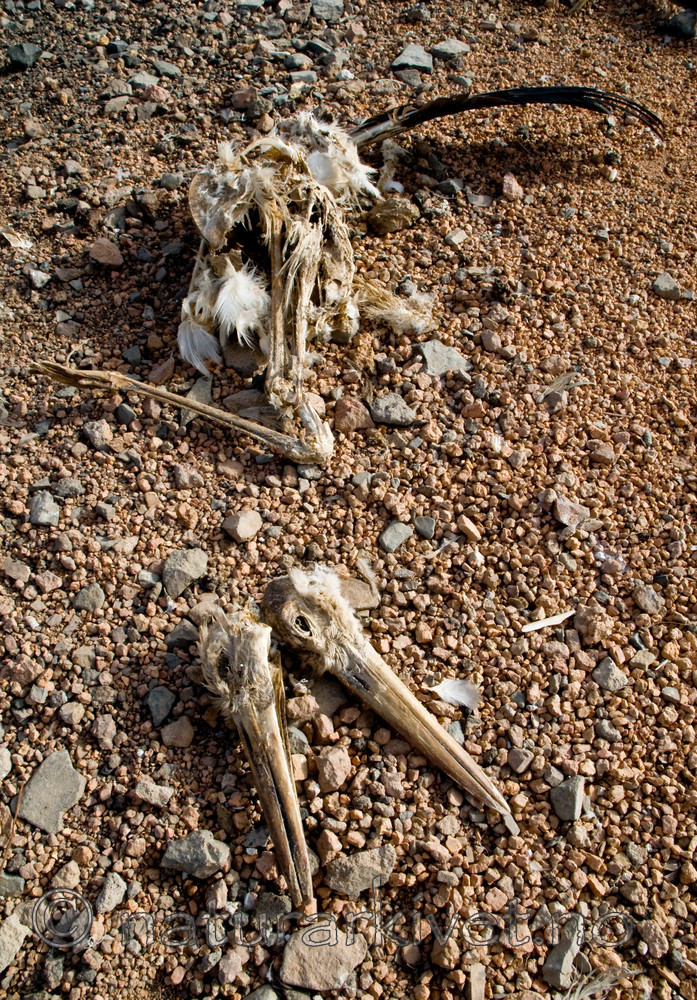 BB 10 0220 / Ciconia ciconia / Stork