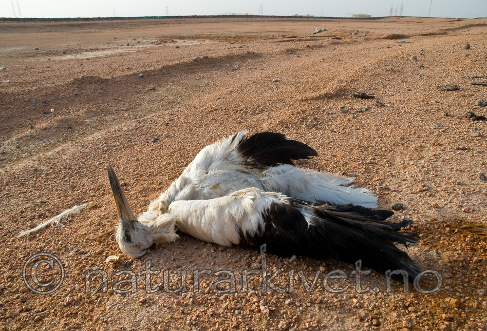 BB 10 0222 / Ciconia ciconia / Stork