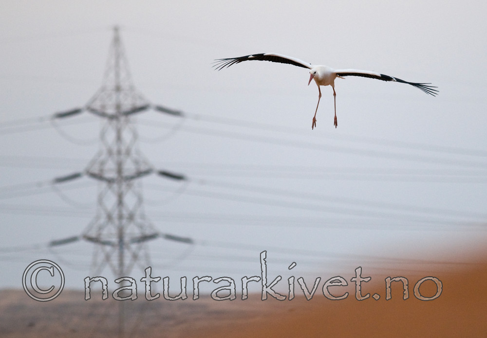 BB 10 0224 / Ciconia ciconia / Stork