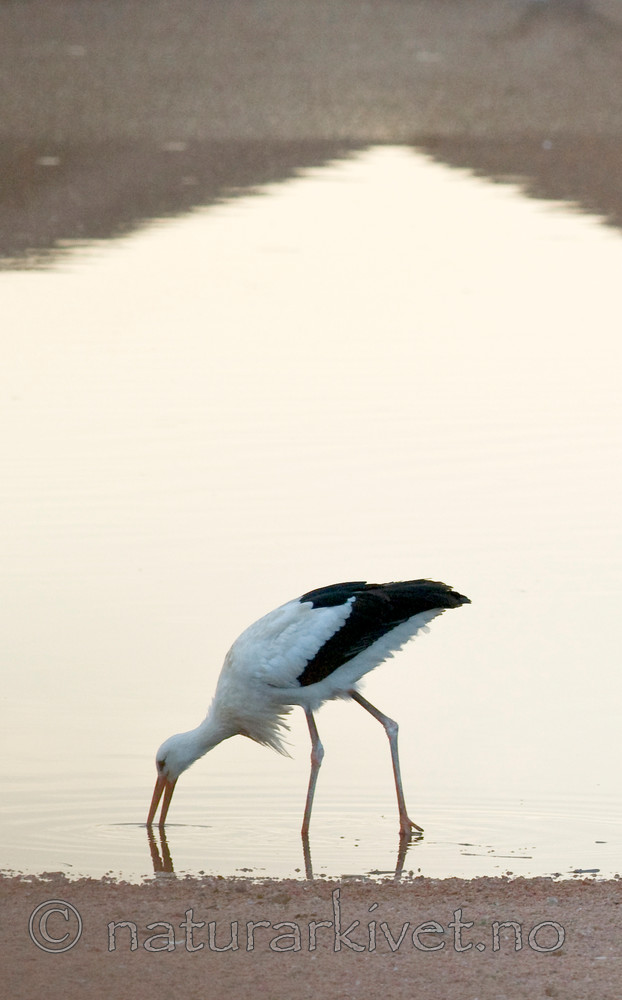 BB 10 0228 / Ciconia ciconia / Stork