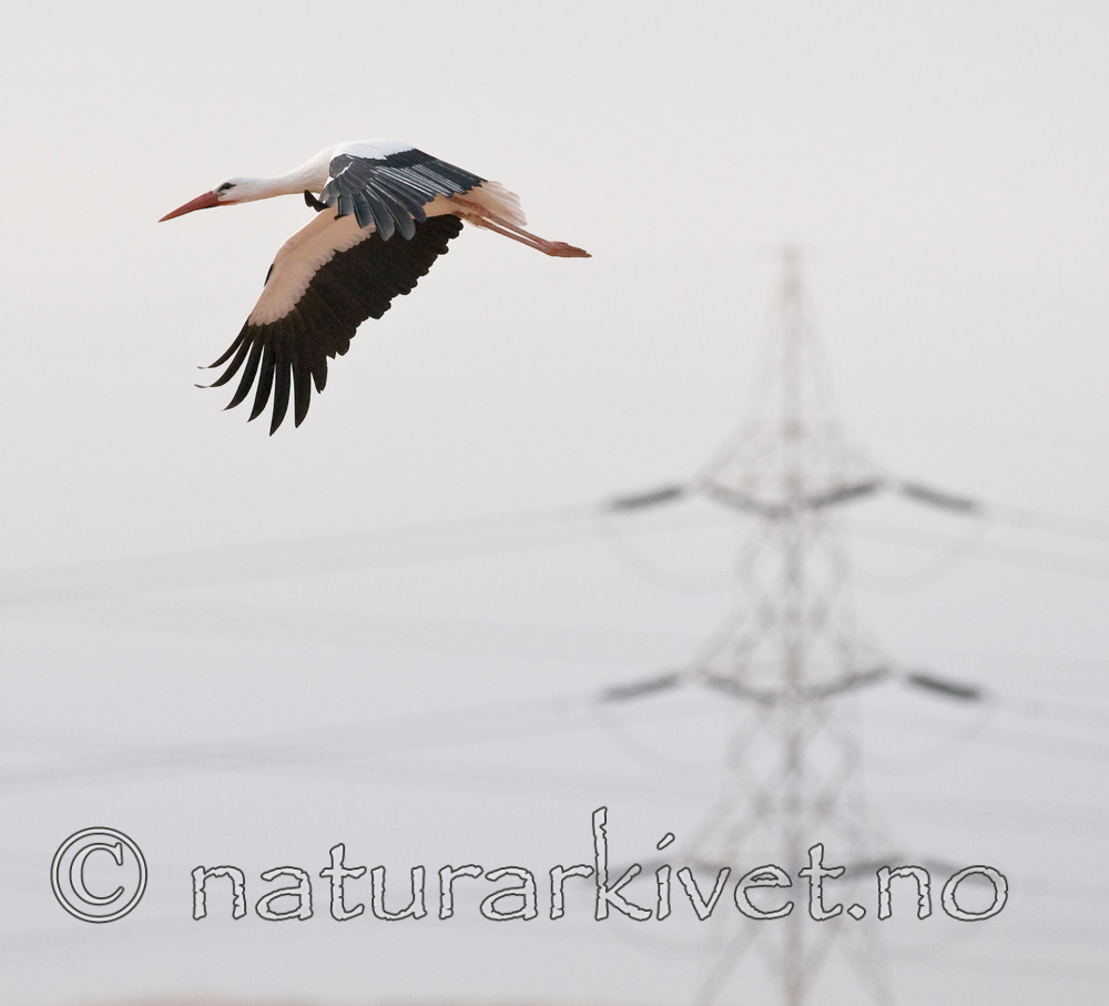 BB 10 0230 / Ciconia ciconia / Stork
