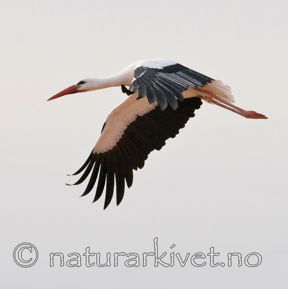 BB 10 0231 / Ciconia ciconia / Stork