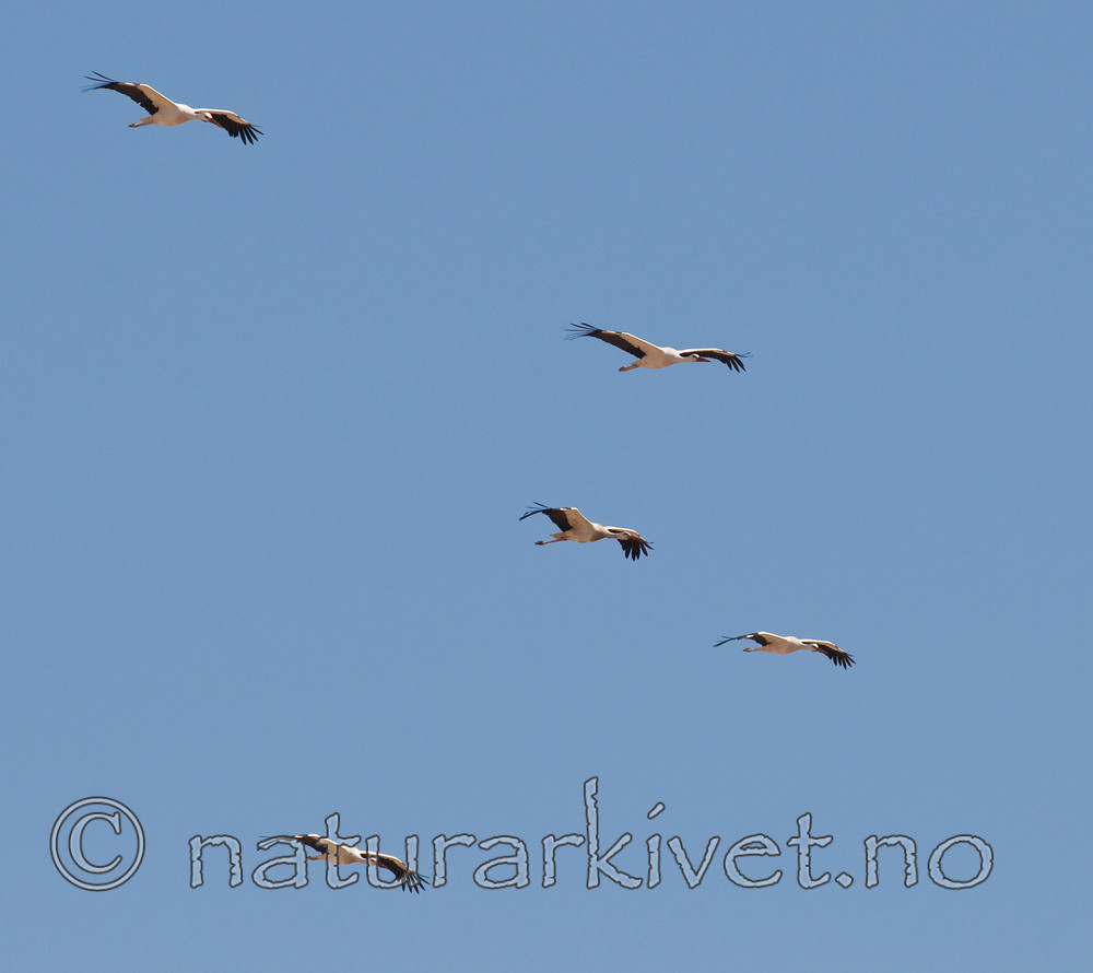 BB 10 0233 / Ciconia ciconia / Stork