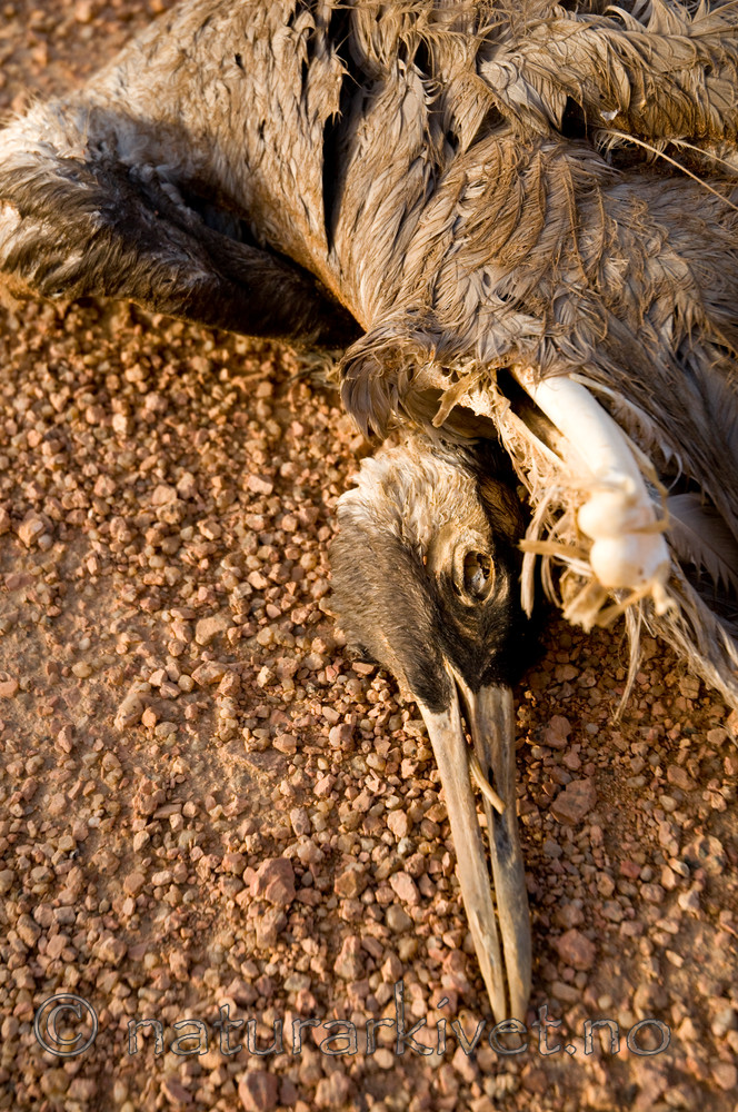 BB 10 0239 / Grus grus / Trane