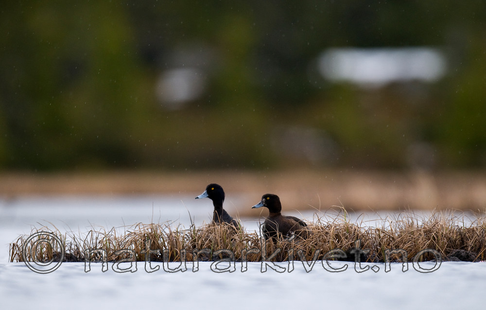 BB 10 0240 / Aythya fuligula / Toppand