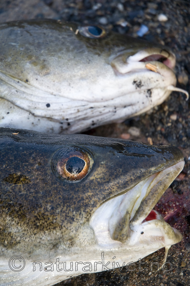 BB 10 0251 / Gadus morhua / Torsk