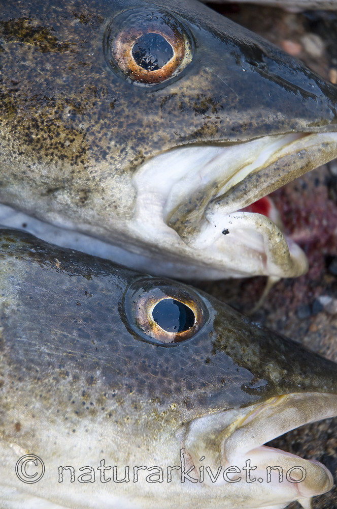 BB 10 0252 / Gadus morhua / Torsk