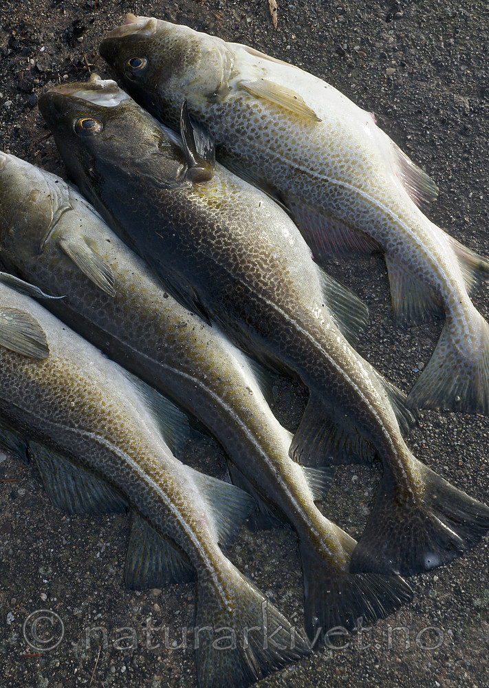 BB 10 0253 / Gadus morhua / Torsk