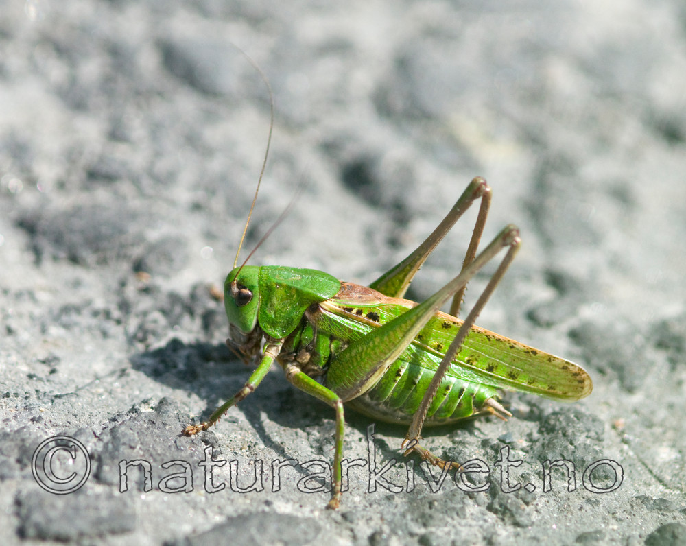 BB 10 0258 / Decticus verrucivorus / Vortebiter