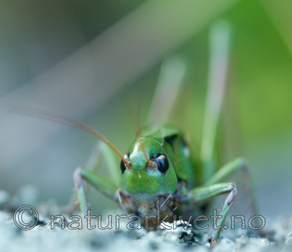 BB 10 0262 / Decticus verrucivorus / Vortebiter