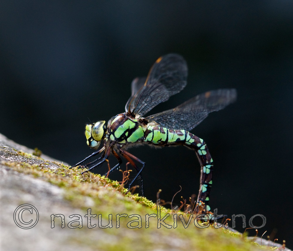 BB 10 0265 / Aeshna cyanea / Blågrønn øyenstikker