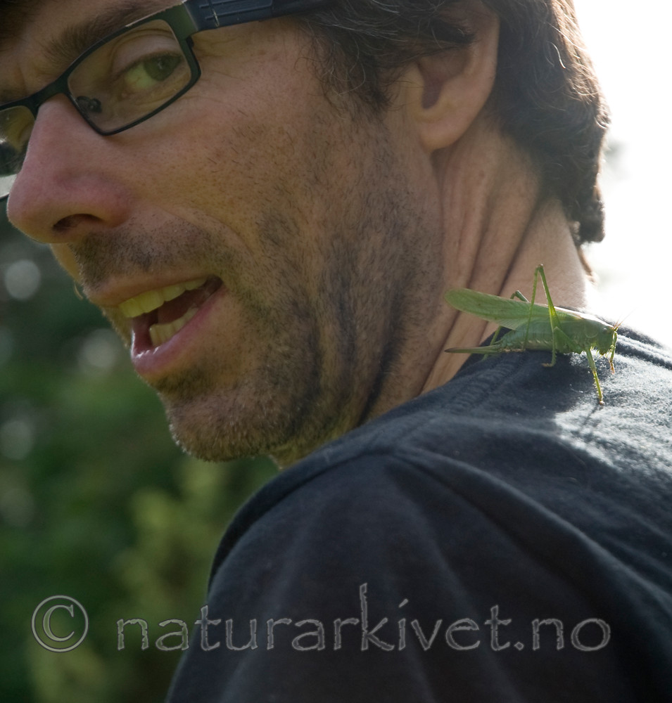 BB 10 0276 / Tettigonia viridissima / Grønn løvgresshoppe